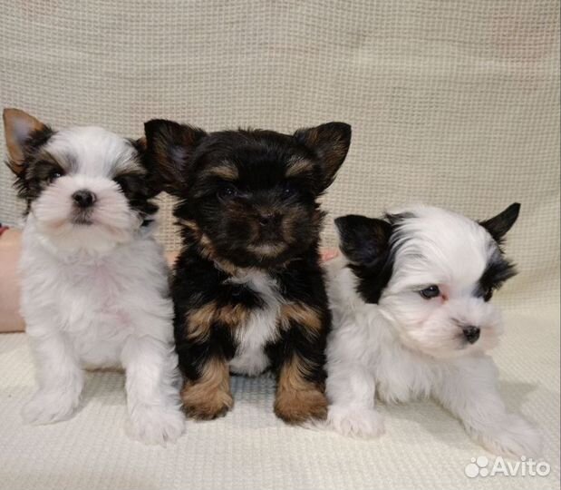 Цветные щенки йокширского терьера