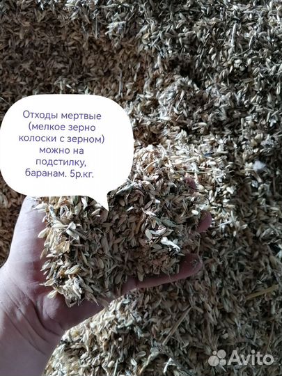 Зерно пшеница ячмень