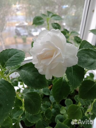 Бальзамин(Ванька мокрый)