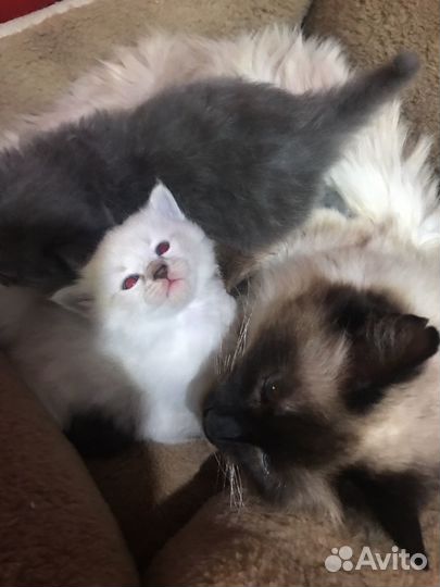 Кошка в добрые руки