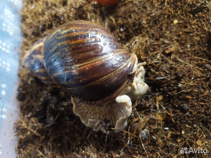 Улитки ахатины большие