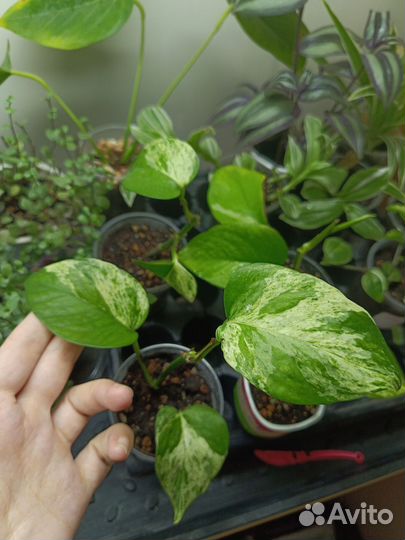 Комнатные цветы