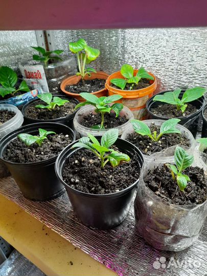 Гортензия саженцы