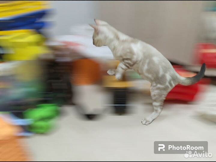 Бенгальский снежный котенок с документами