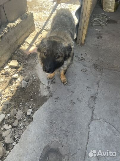 Собака ищет дом