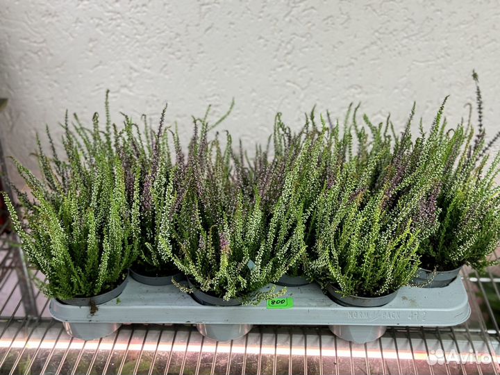 Вереск в горшке