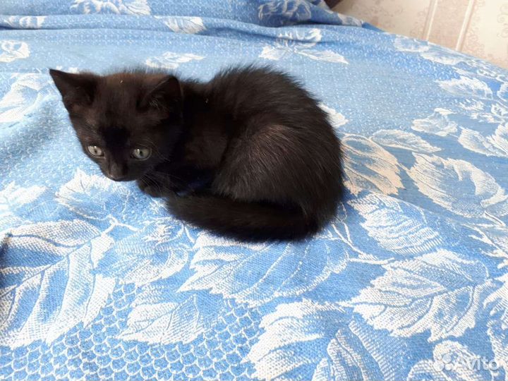 Коштик