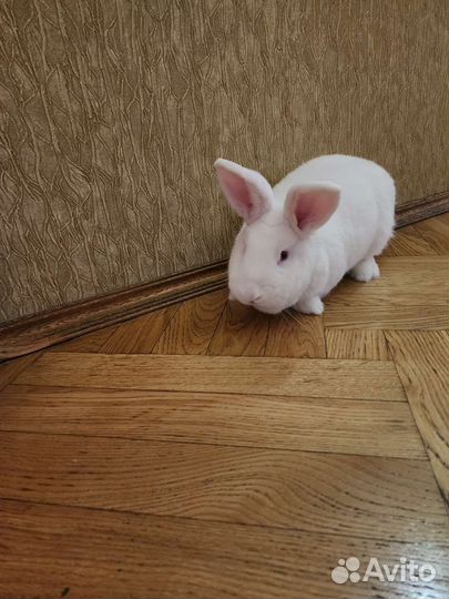 Кролик в добрые руки