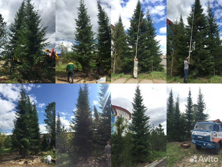 Ель сибирская extra 360-380см