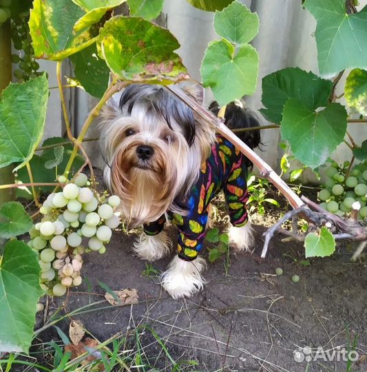 Йоркширский терьер вязка мальчик