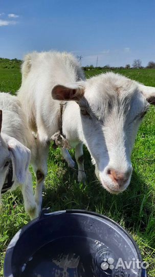 Коза дойная