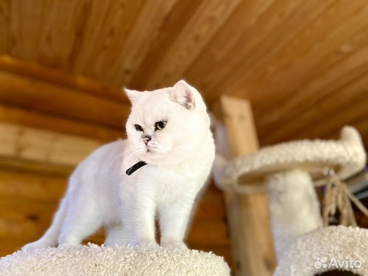 Британский кот серебристая шиншилла вязка