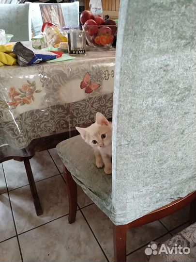 Котенок с доставкой, в добрые руки