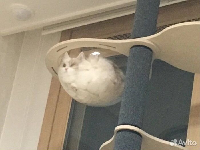 Передержка животных, выгул собак, зооняня