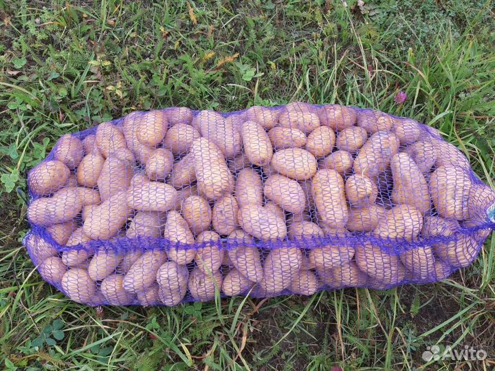 Продам картофель