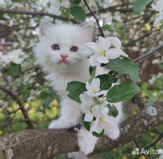 Котята рэгдолл из питомника