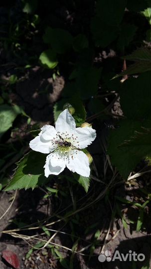 Клубника крупная саженцы, средняя круглый год и др
