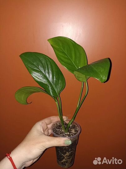 Сциндапсусы, филодендроны, монстеры 3