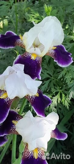 Ирисы многолетние цветы