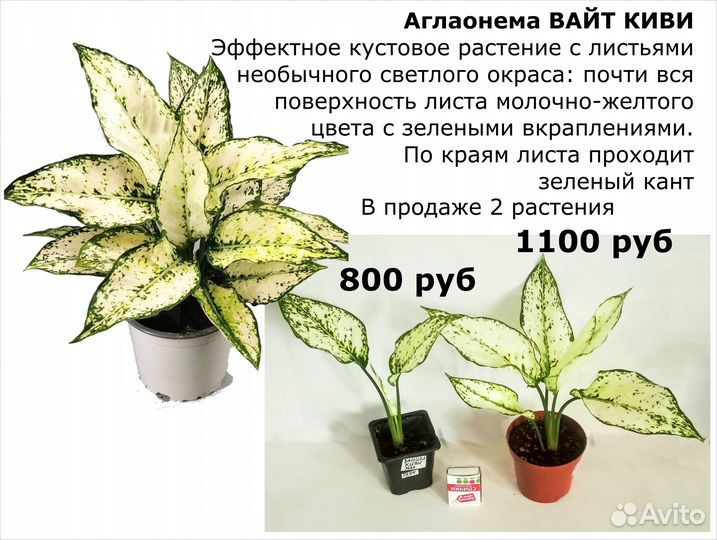 Аглаонемы, Антуриумы, Пальмы, Спатифиллумы