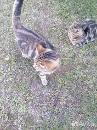 Котята бесплатно