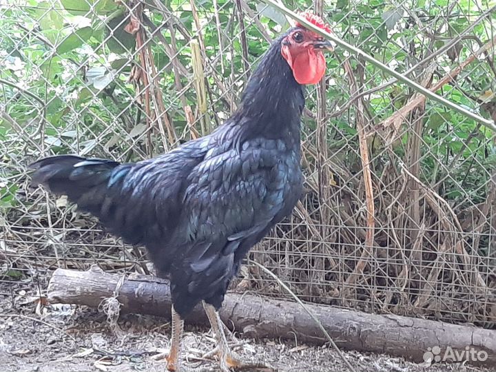 Куры несушки, петухи