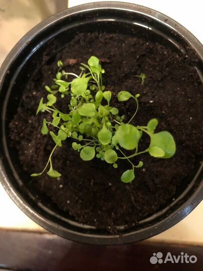 Лобелия плетистая в горшке рассада