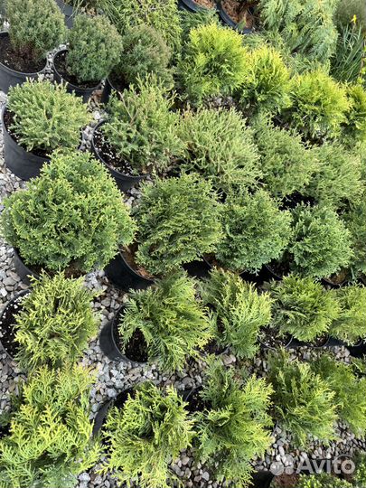 Декоративные растения