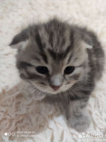 Шотландские котята