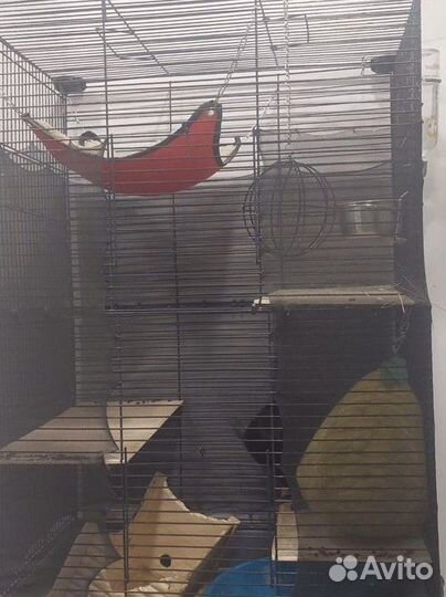 Шиншилла носитель ангоры