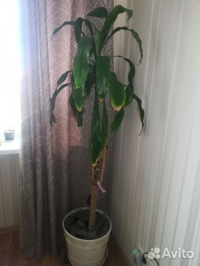 Комнатные цветы драцена