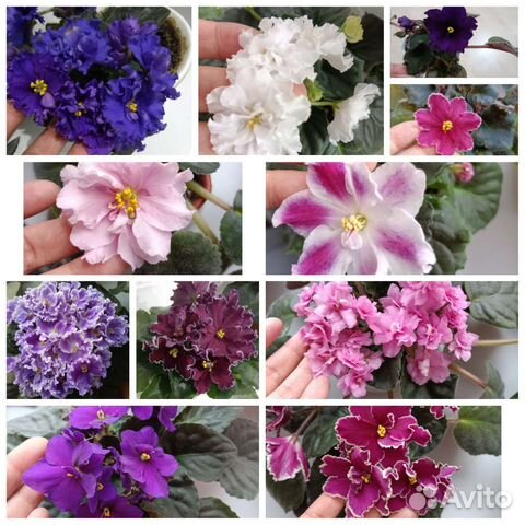 Фиалка листы, детки, стартеры, цветущие