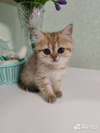 Британские котята