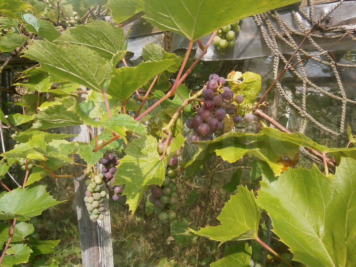 Дача 24 м² на участке 6,8 сот.