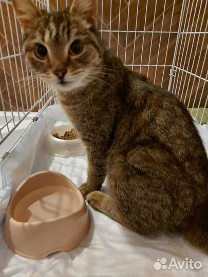 Кошка в добрые руки