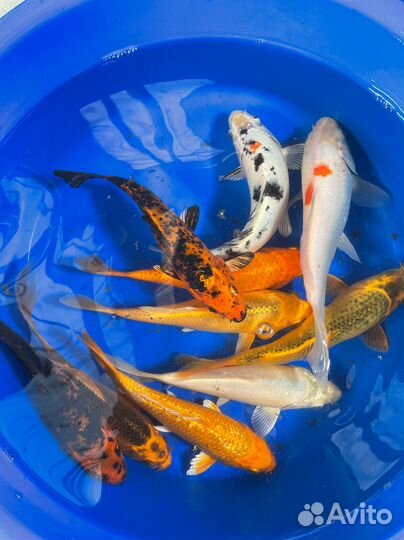 Карпы Кои: Оптовый микс