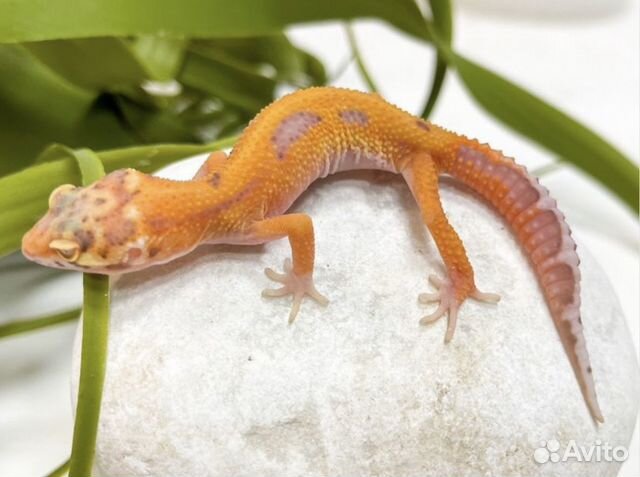 Эублефары мальки