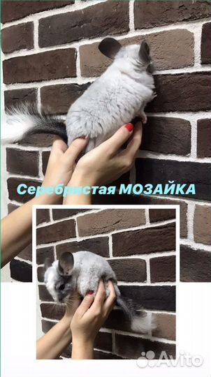 Продам Шиншиллу