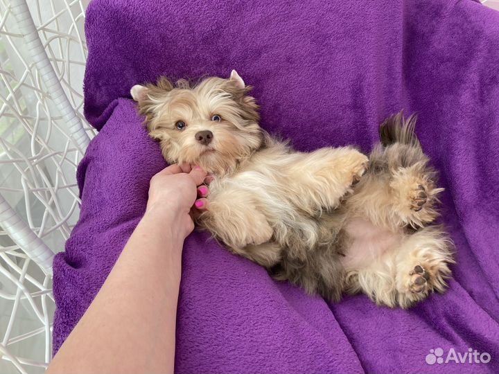 Крупный йорк с голубыми глазами девочка