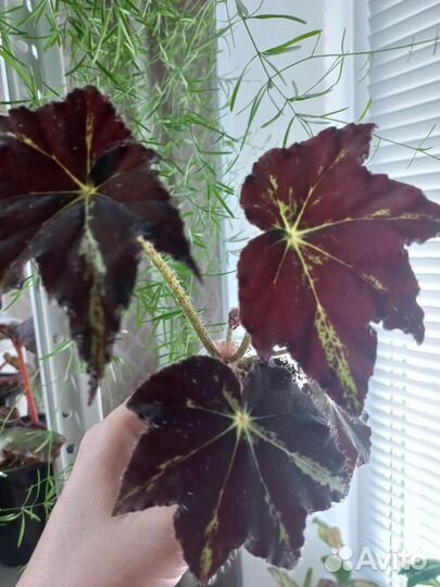 Бегония декоративно лиственная