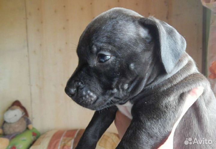 Собака питбуль