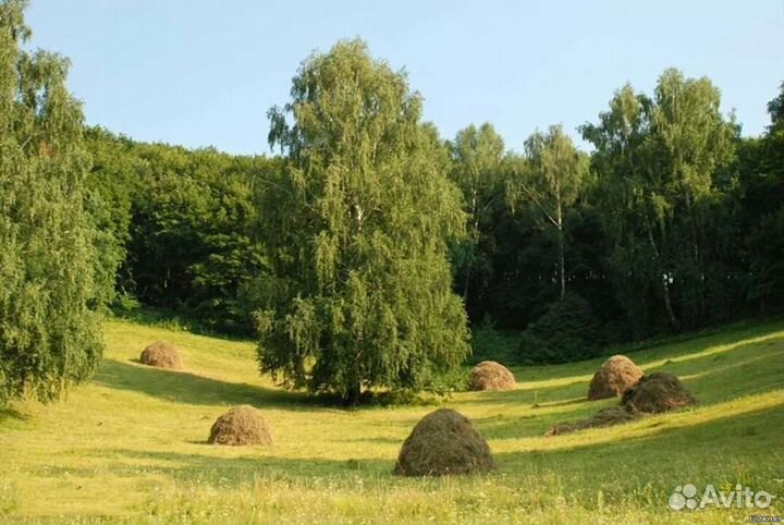 Сено в тюках