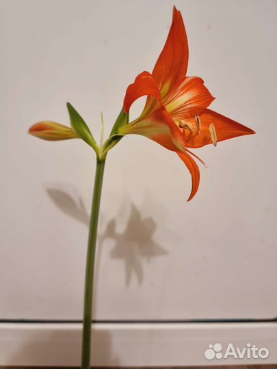 Гиппеаструм