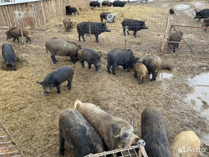 Дикий кабан