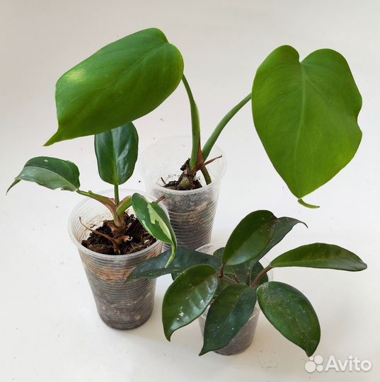 Растения наборами