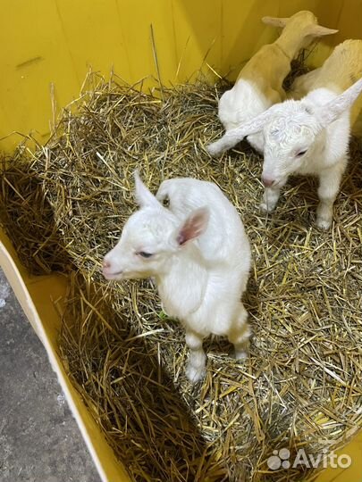 Продается козочка