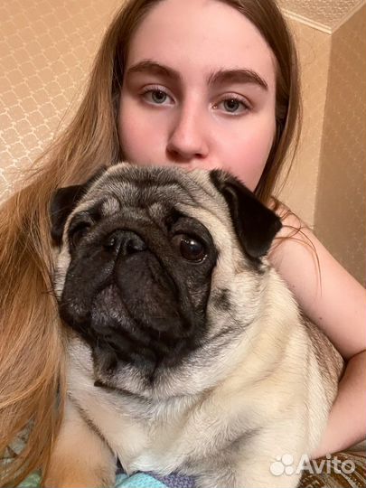 Передержка домашних животных