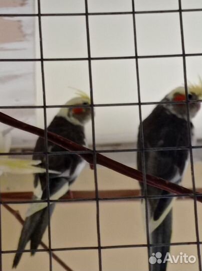 Попугай корелла