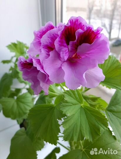 Укорененные черенки королевской пеларгонии