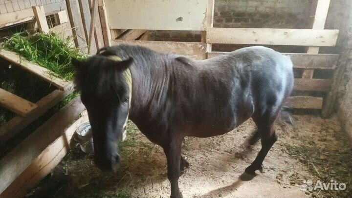 Метис Уэльского пони